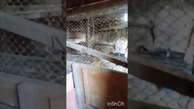 День здоровья/Торт из кабачков/Молодняк снова переезжает