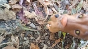 прайд львов 1 серия