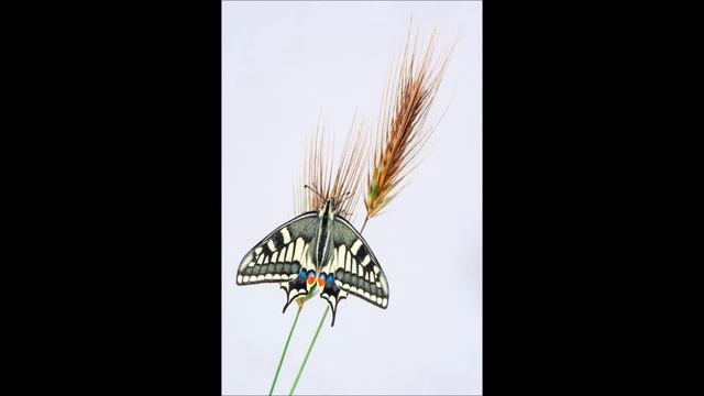 Papilio Machaon (Macaone) смотреть онлайн