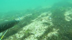 Подводный мир Черного моря. Черноморский  скат хвостокол.