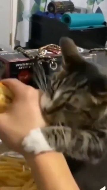 Best Funniest Cat Videos Compilation 🐱 | Try Not To Laugh Challenge 😂 | #FunnyCatVideo | #Shorts смотреть онлайн