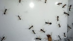 Camponotus Renggeri охота 3