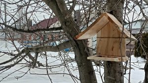 Кормушка для птиц из черемухи с участка.