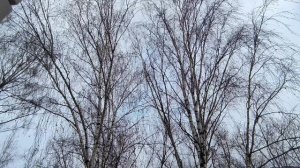 Рабочие скидывают снег с крыши