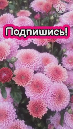 Хризантемы мультифлора идеально подойдут для вашего сада и придомовой территории!