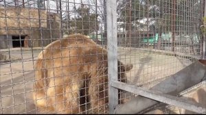 БАСИК тут как тут! ЛАПУШКИН жадина) МИШКА БЛОНДИНЧИК слопал апельсинчик) Парк львов Тайган #тайган