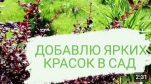 БАРБАРИСЫ ДОБАВЯТ ЯРКИХ КРАСОК В САД. 16.07.2023г.