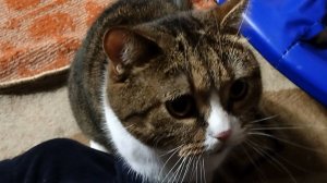 Жизнь британского кота