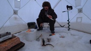 Корюшка ,сегодня бонус три крокодила.