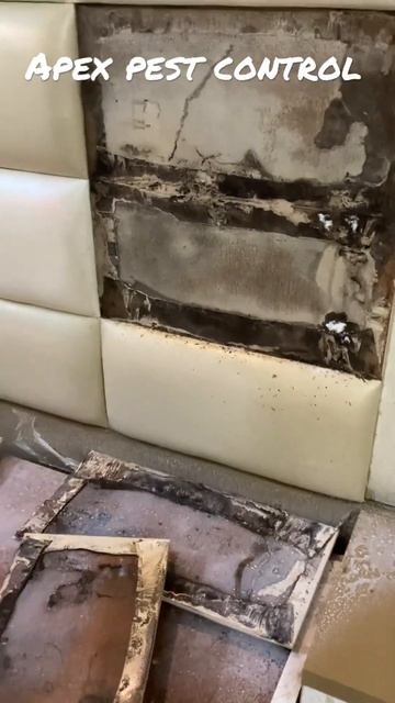 Termites in bed | Vol 3 | Apex pest control | dimak hi deemak #apexpestcontrol