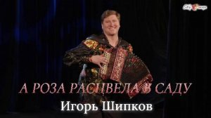 А роза расцвела в саду - Игорь Шипков
