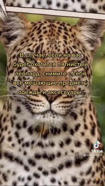 Что делать если на вас охотится леопард🤔🤔🤔#shorts смотреть онлайн