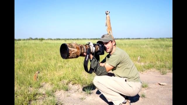 Posing Meerkats смотреть онлайн