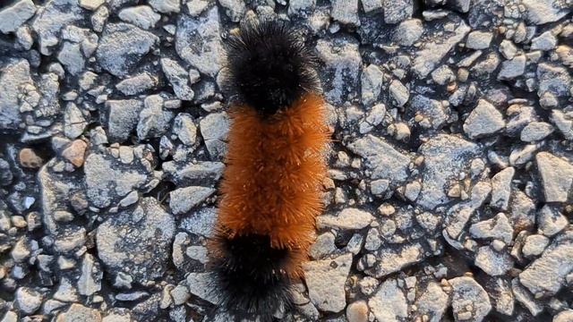 Pyrrharctia Isabella Caterpillar Explores Around On Road смотреть онлайн