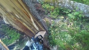 Бензопила ZimAni 365 PRO и ZimAni 450 покоряют беларуские леса // Лесобудни с ZimAni