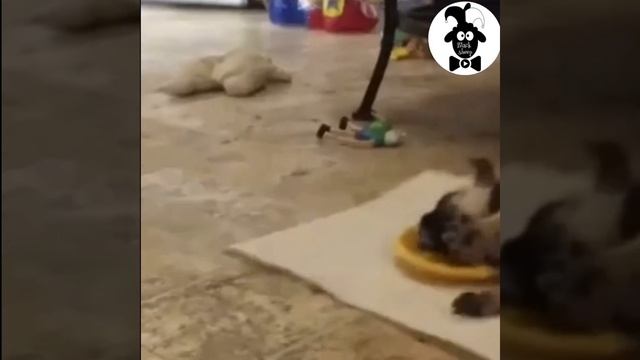 Fail and monkey 🙈  tail 😄 #fails #funnyfails #shorts #funnyshort