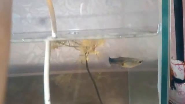 Мои рыбки 😍😍😘😆😆 смотреть онлайн