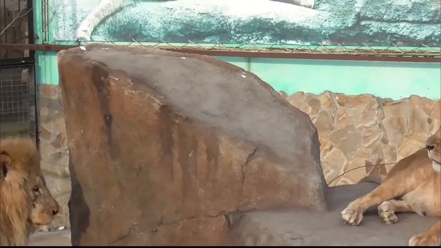 ЧУК обводит окрестности взглядом, а ЧИПУ лишь бы поесть)  Парк львов Тайган #тайган
