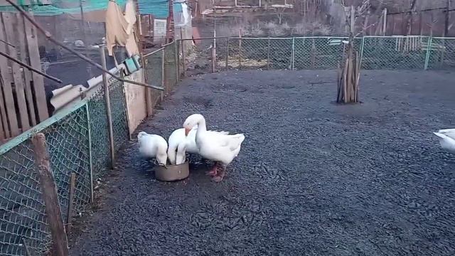сделала дрожжевание корма Теперь сижу жду яиц. С утятами всё хорошо👌👌👌