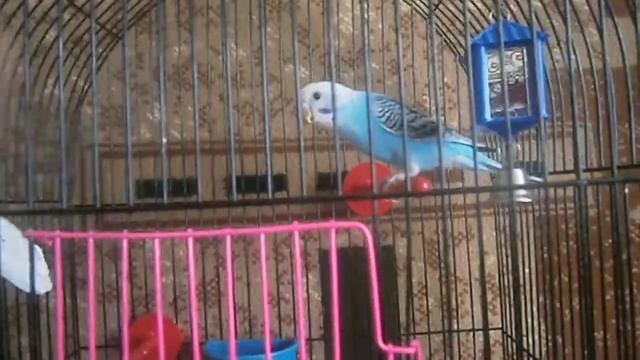 Мой говорящий попугай смотреть онлайн