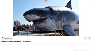 кто такой мегалодон информация о megalodon. Поставь лайк и подпишись если панравилось