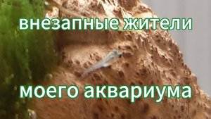 Внезапные жители в моём аквариуме!!!