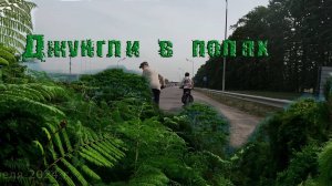 2024.04.28 Джунгли в полях.