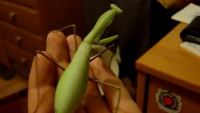 Hierodula membranacea female смотреть онлайн