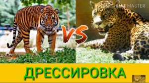Суматранский тигр vs Ягуара