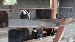 Бука парвари дар Точикистон, Букора фурухтем фоида дар соли 2023 чи шуд бубинед,, 8 мая 2023 г.