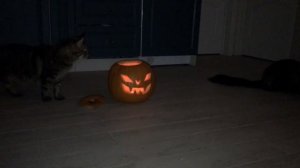 КОШАЧИЙ ХЭЛЛОУИН 🎃