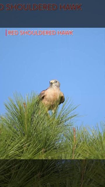 Redhhouldered Hawk смотреть онлайн