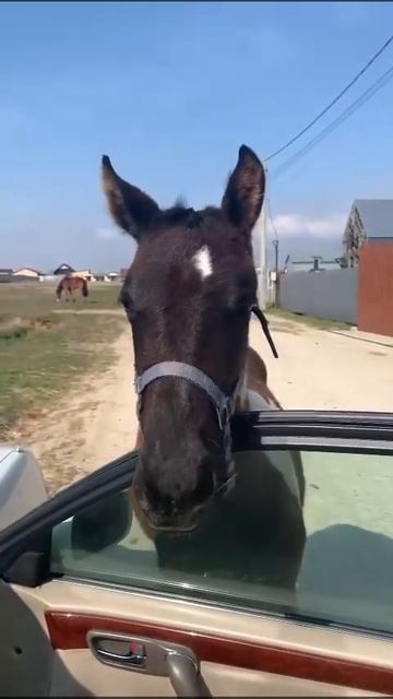 #ветеринарнаямедицина #horse #кони #animals #ветеринария #vet #funny #baby #love #equestrian
