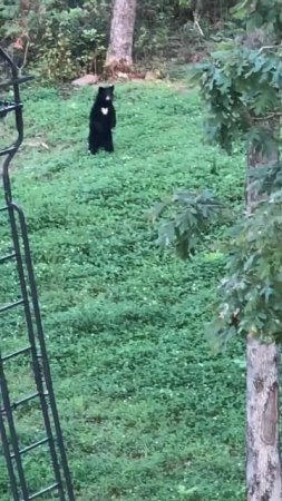 BLACK BEAR STANDING ON TWO LEGS WITH HEART PATCH ON CHEST #arkansas #hunting #bear