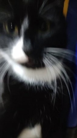 Котик