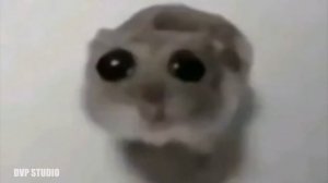 грустный хомяк