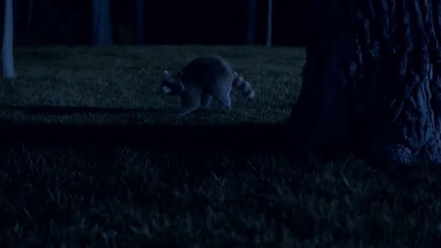 Life Is On by Schneider Electric Raccoon Dance Party 720p смотреть онлайн