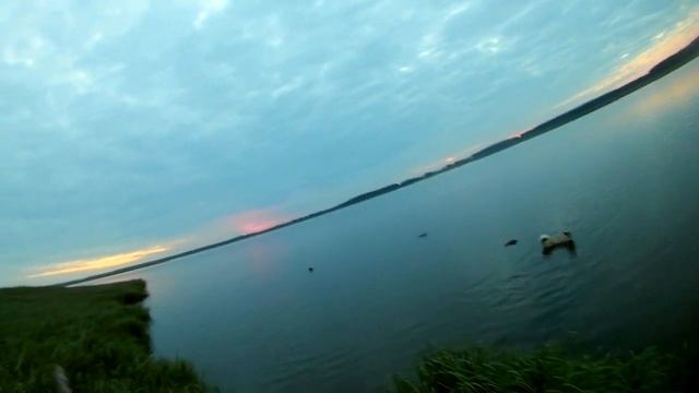 Охота на уток. Удачный подход. Собакен работает. смотреть онлайн