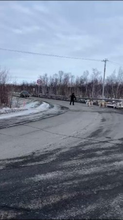 НА СОБАЧЬЕЙ УПРЯЖКЕ ПО АСФАЛЬТУ! Участники гонки "Берингия. Авача" проходят участок трассы #камчатка