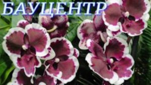 №1024/ ШОУ орхидей в БАУЦЕНТРЕ продолжается