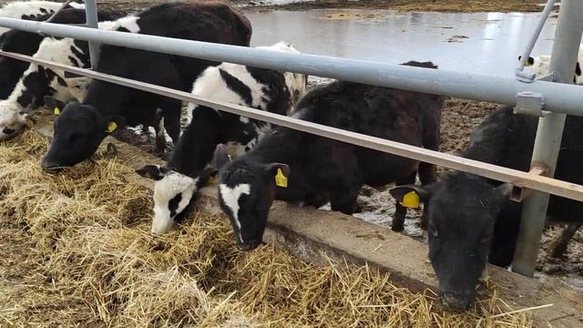 #мо#дар#ферма#молор#чудо#дорем#бародархо#барои#шумо#лайкора#бзане+79226186664 смотреть онлайн