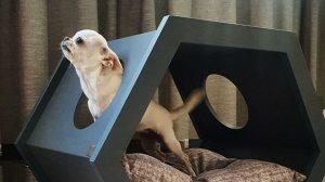 Процесс изготовления Домика для собаки Eco Progect Wood