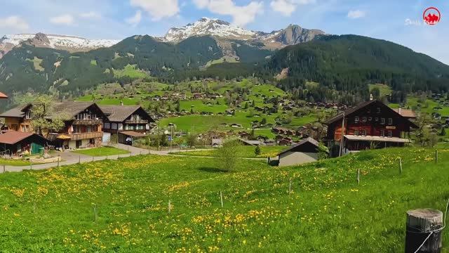 Весна в Гриндельвальде, Швейцария🇨🇭Красивая швейцарская горная деревня, покрытая одуванчиками 🌼