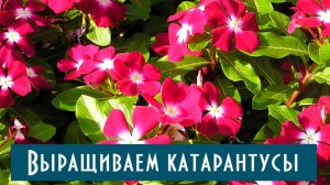 КАТАРАНТУС От А до Я! От посева до цветения! Сею КАТАРАНТУС семенами