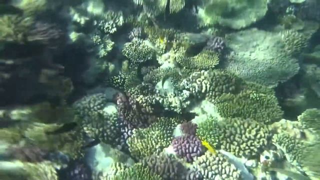 УШЛА НА ГЛУБИНУ! смотреть онлайн