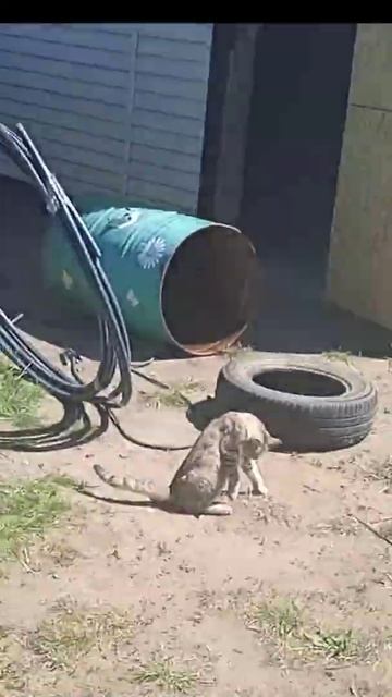 #Кот и ЖАРА смотреть онлайн