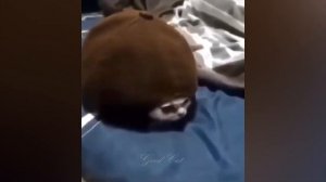 Самые ржачные приколы с кошками.