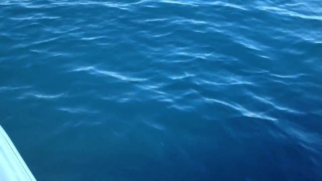 Тунец на спининг финал! смотреть онлайн