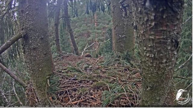 Kas uzrunāja Pērli LDF tiešraide "Mazais ērglis (Clanga pomarina), ligzda eglē смотреть онлайн