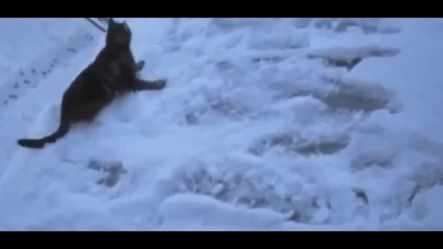 Смешные пушистые котяры #1 смотреть онлайн